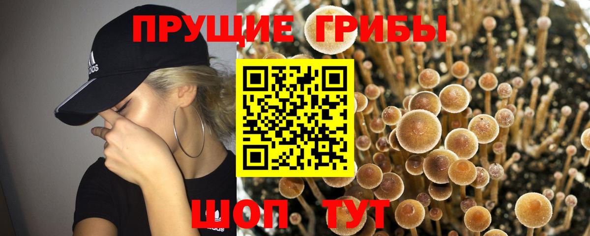Комсомольск-на-Амуре  Псилоцибиновые грибы Psilocybe  Вход с VPN 